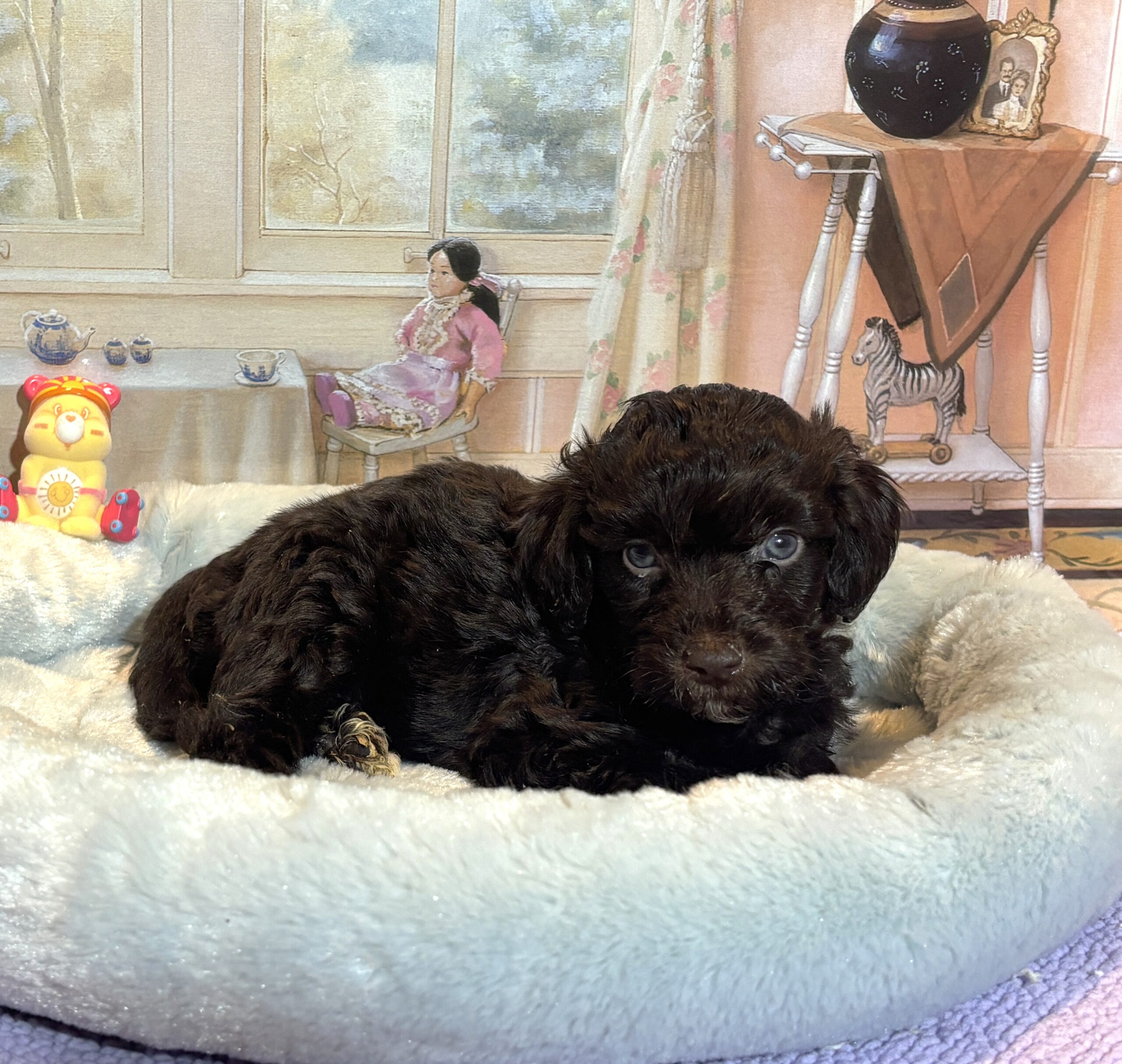 ARISTOTLE – Schnoodle $2300