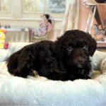 ARISTOTLE – Schnoodle $2300