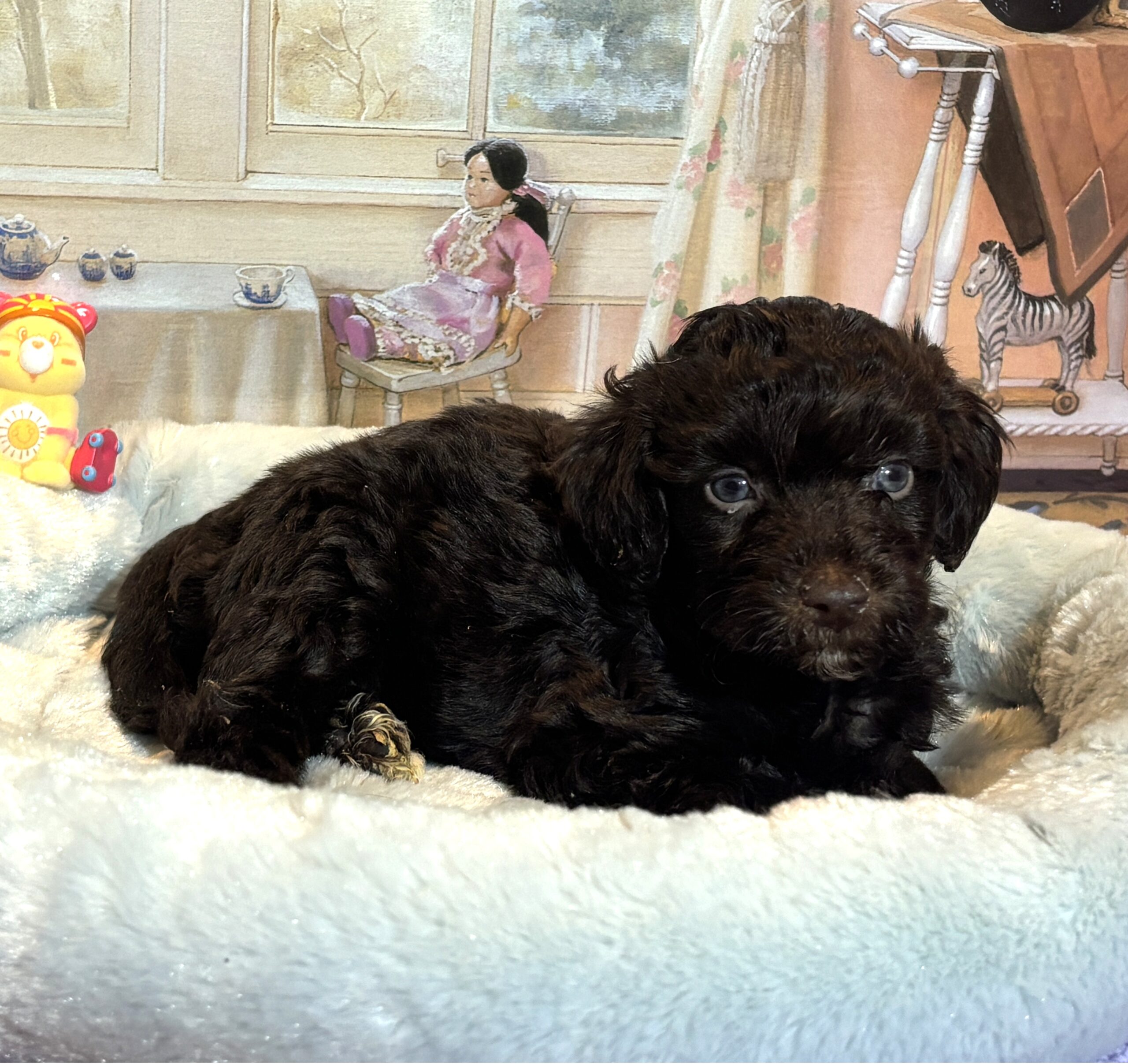 ARISTOTLE – Schnoodle $2300