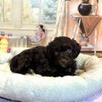 ARISTOTLE – Schnoodle $2300