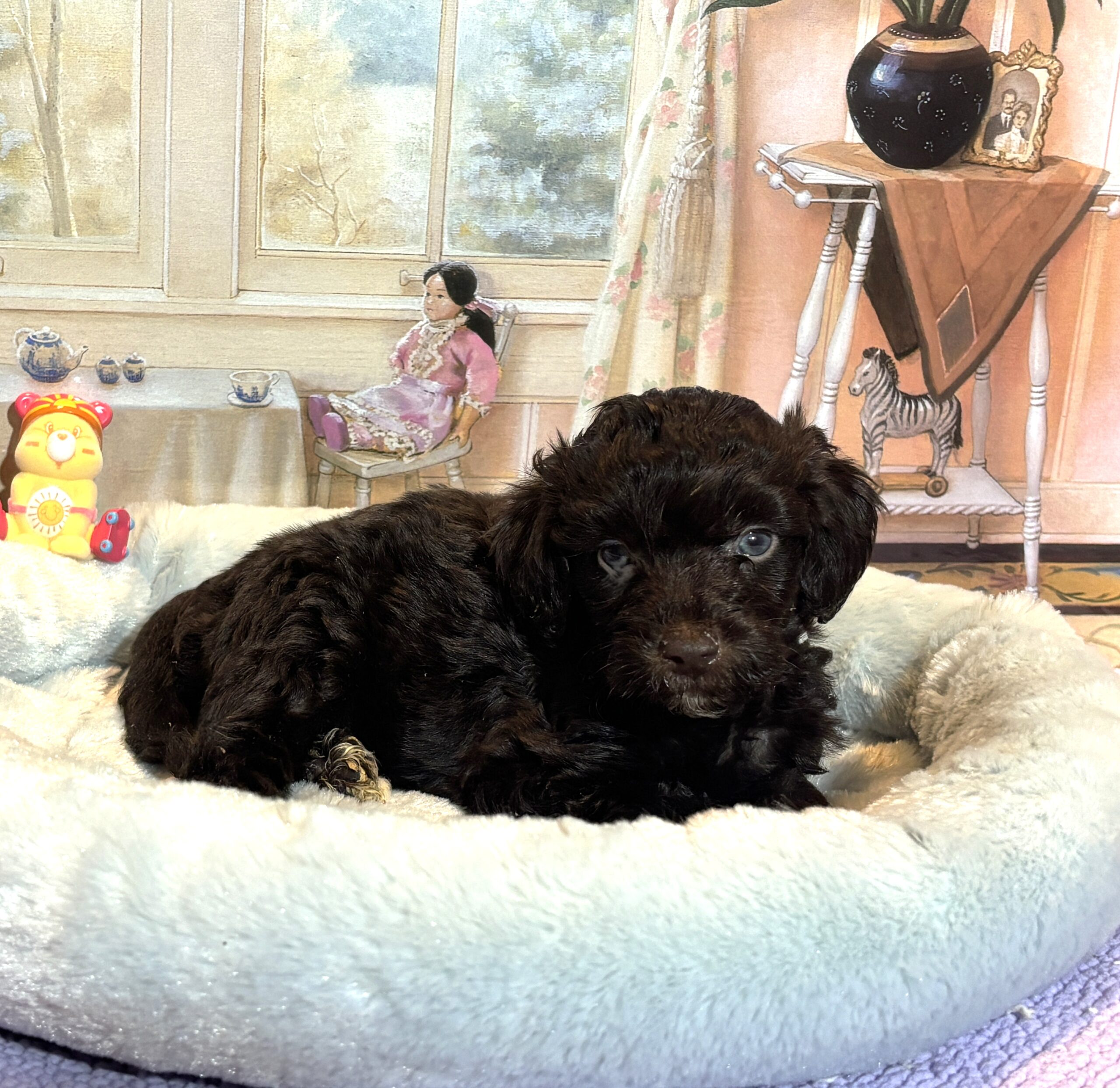 ARISTOTLE – Schnoodle $2300