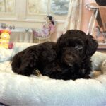 ARISTOTLE – Schnoodle $2300