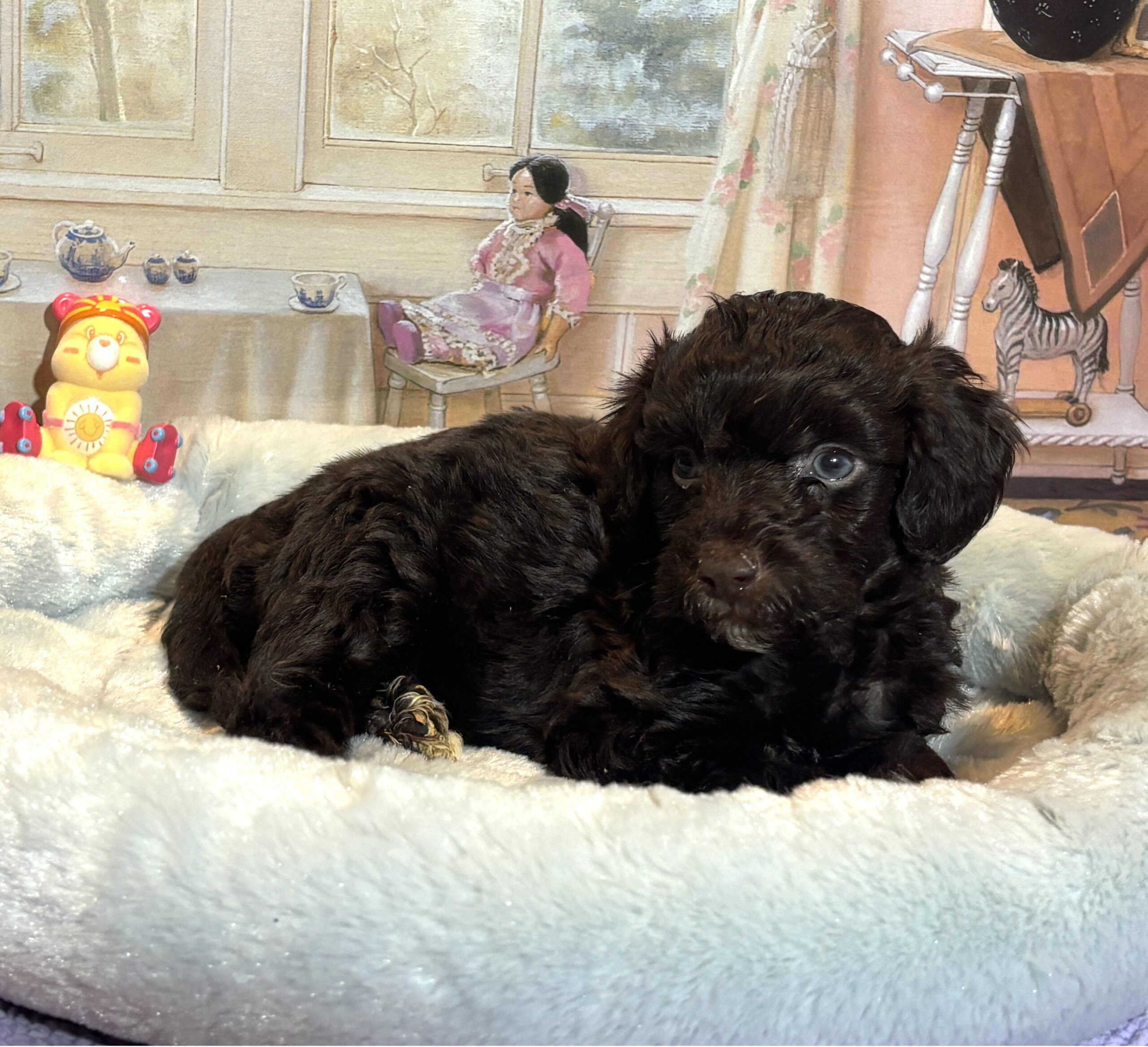 ARISTOTLE – Schnoodle $2300