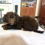 ARISTOTLE – Schnoodle $2100