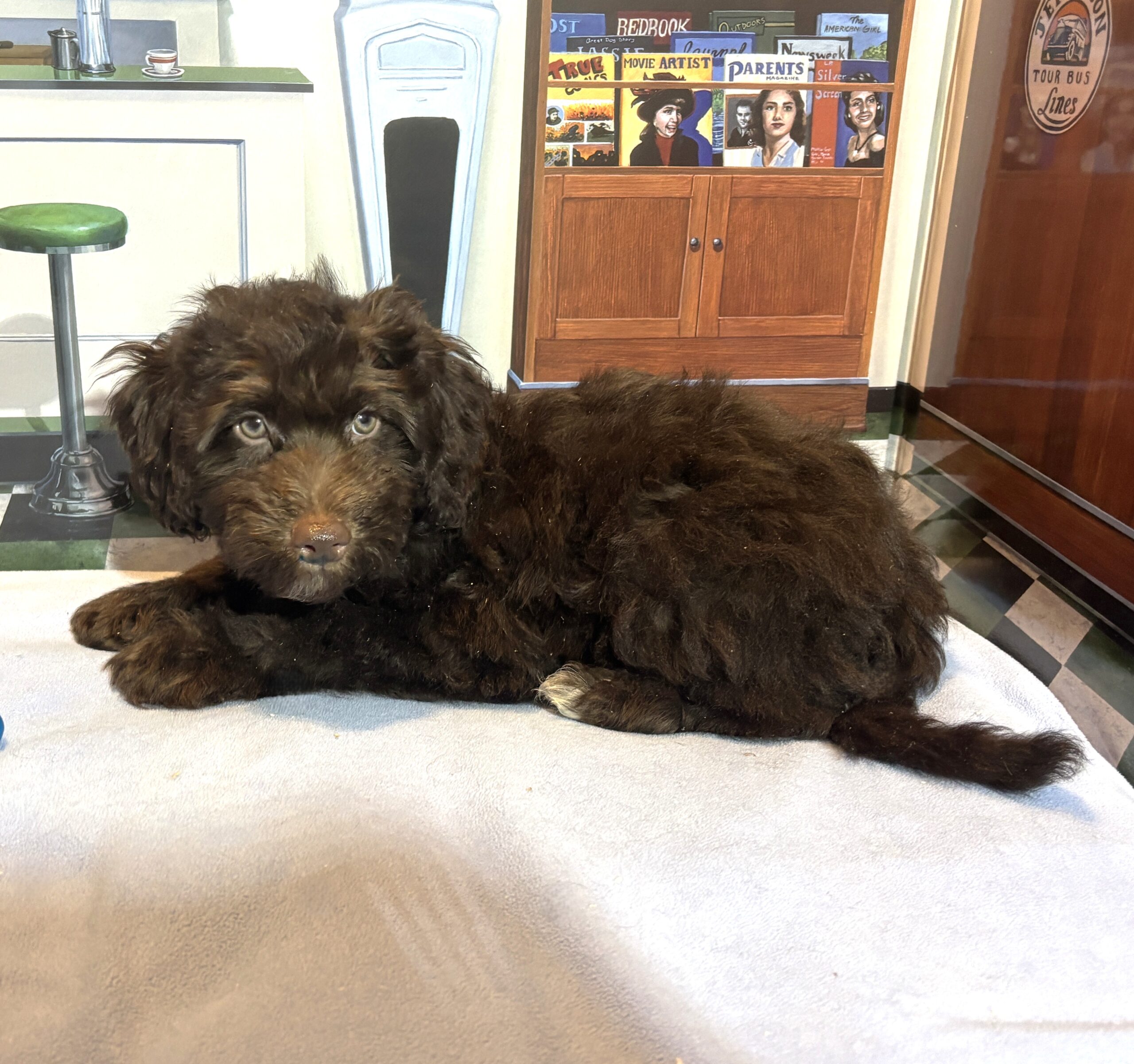 ARISTOTLE – Schnoodle $2100