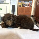ARISTOTLE – Schnoodle $2100