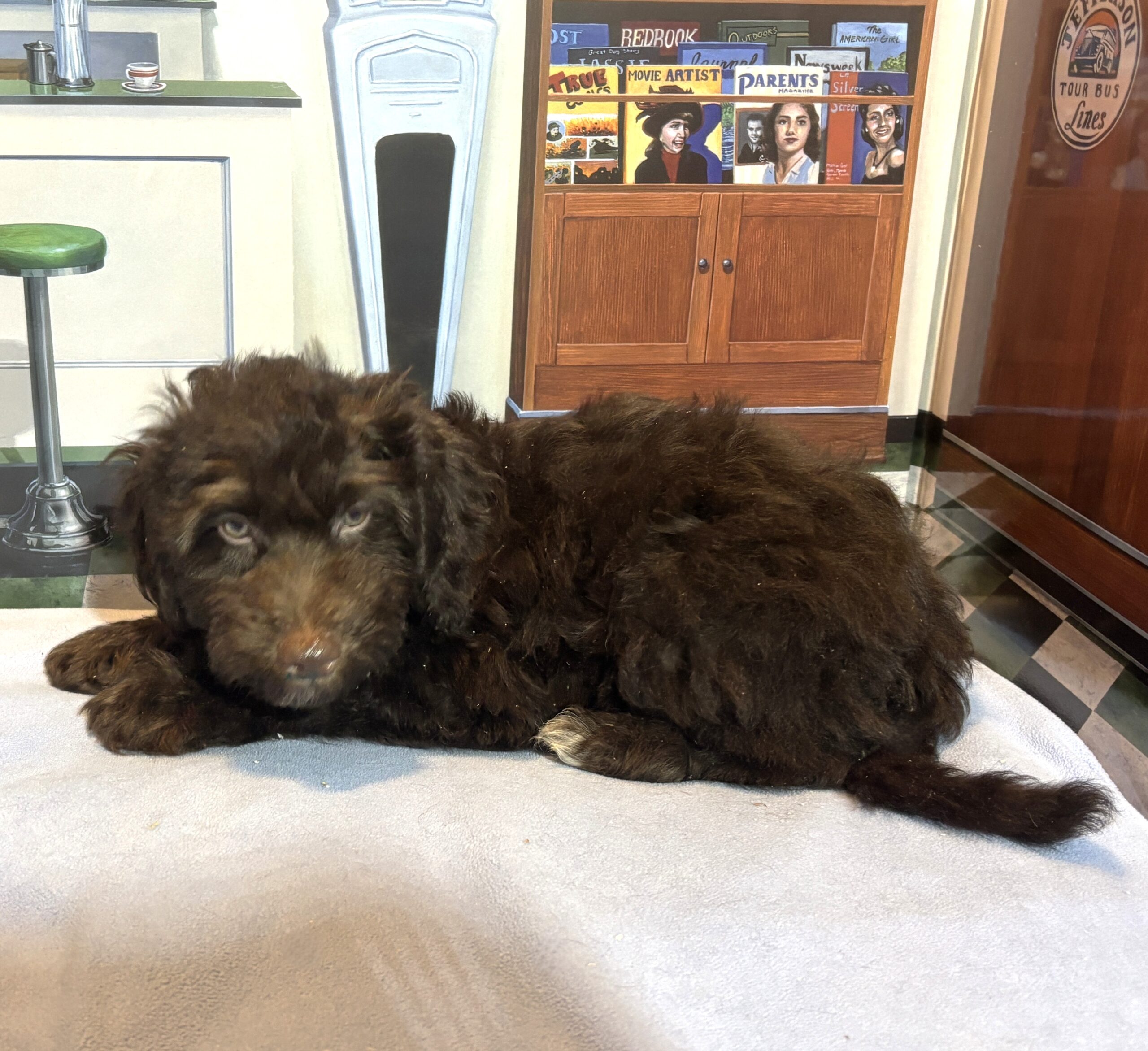 ARISTOTLE – Schnoodle $2100