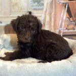 CARSON – Schnoodle $2300