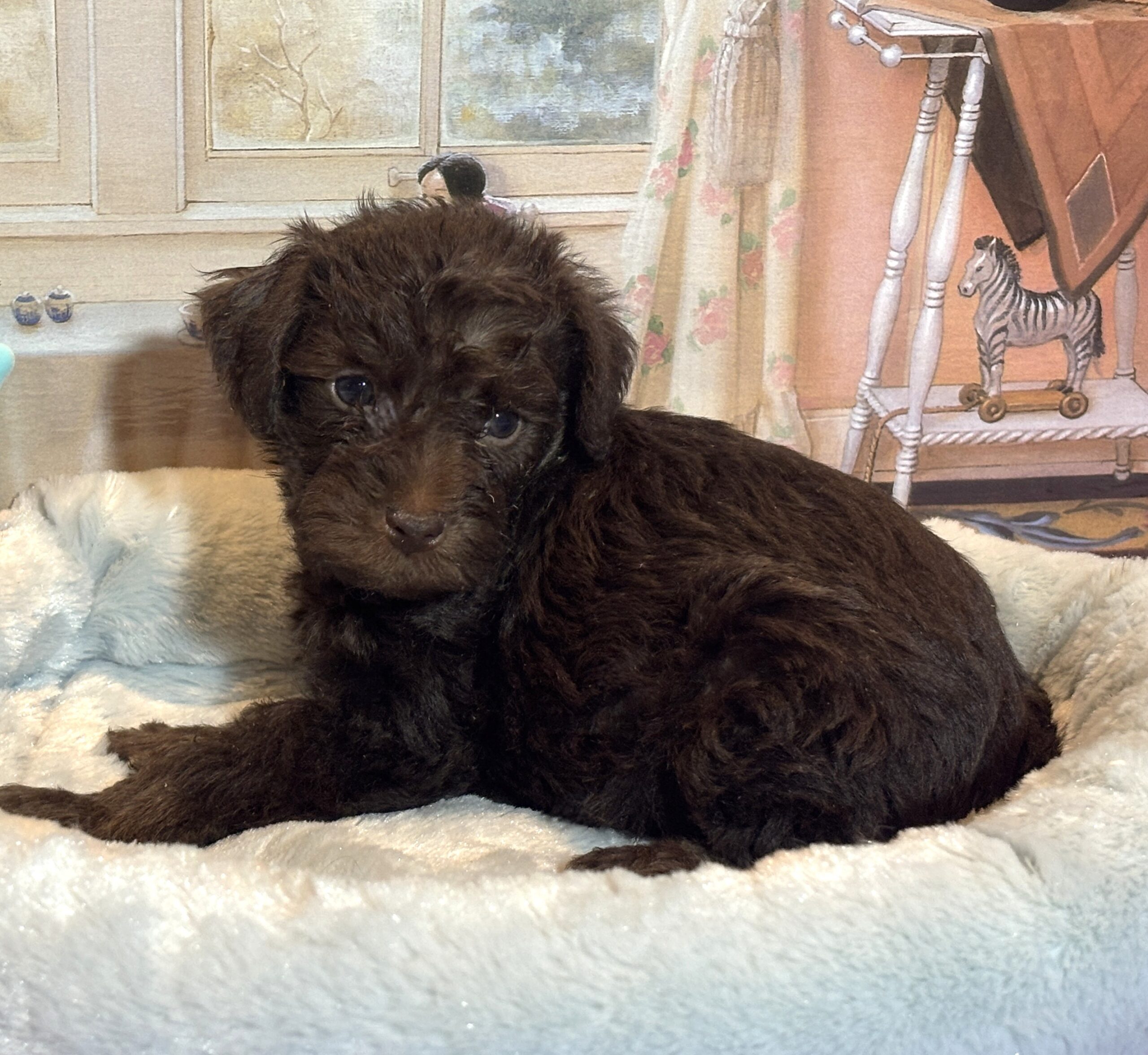 CARSON – Schnoodle $2300