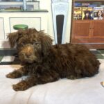 CARSON – Schnoodle $1900