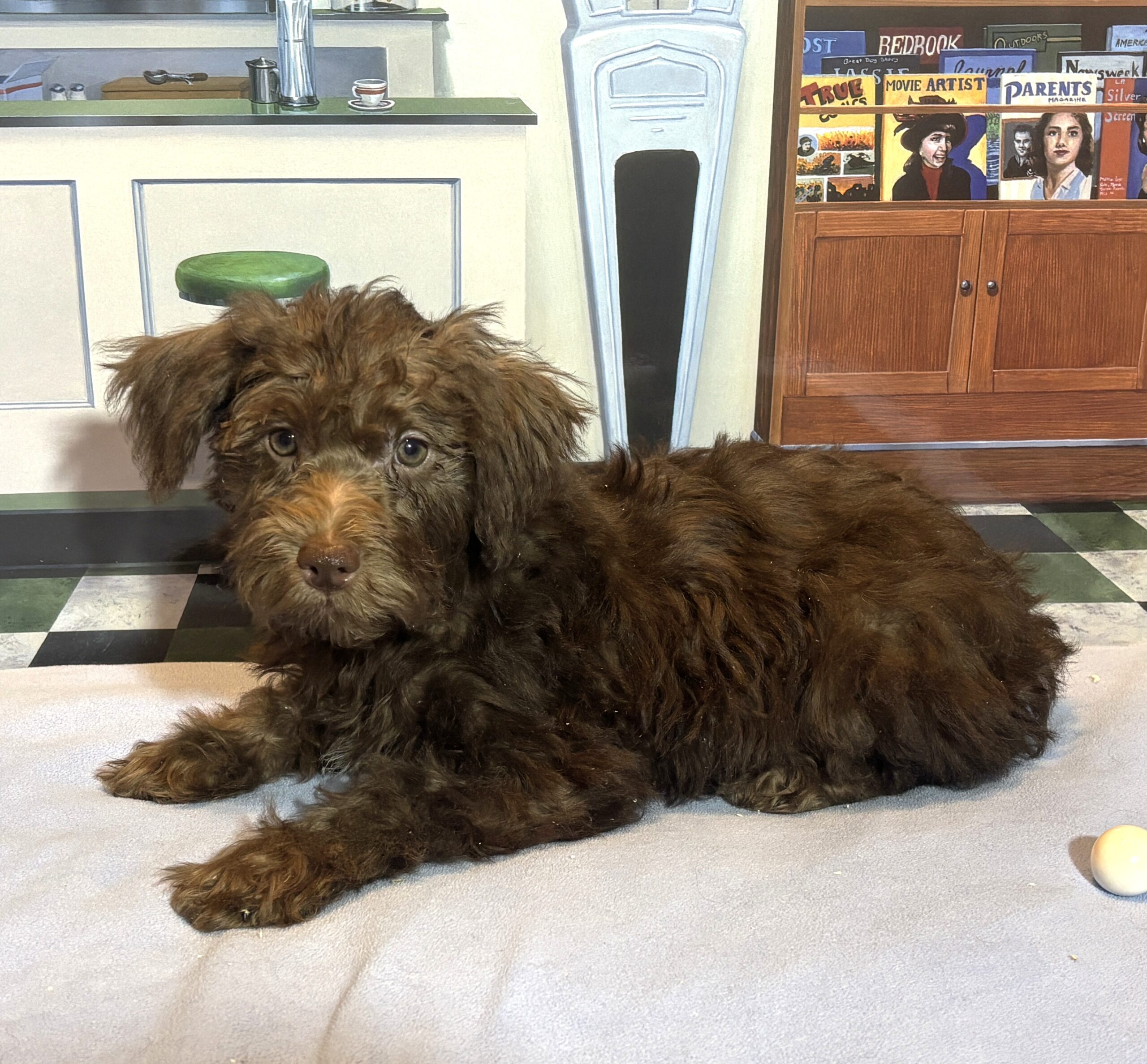 CARSON – Schnoodle $1900