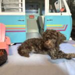 CARSON – Schnoodle $1700