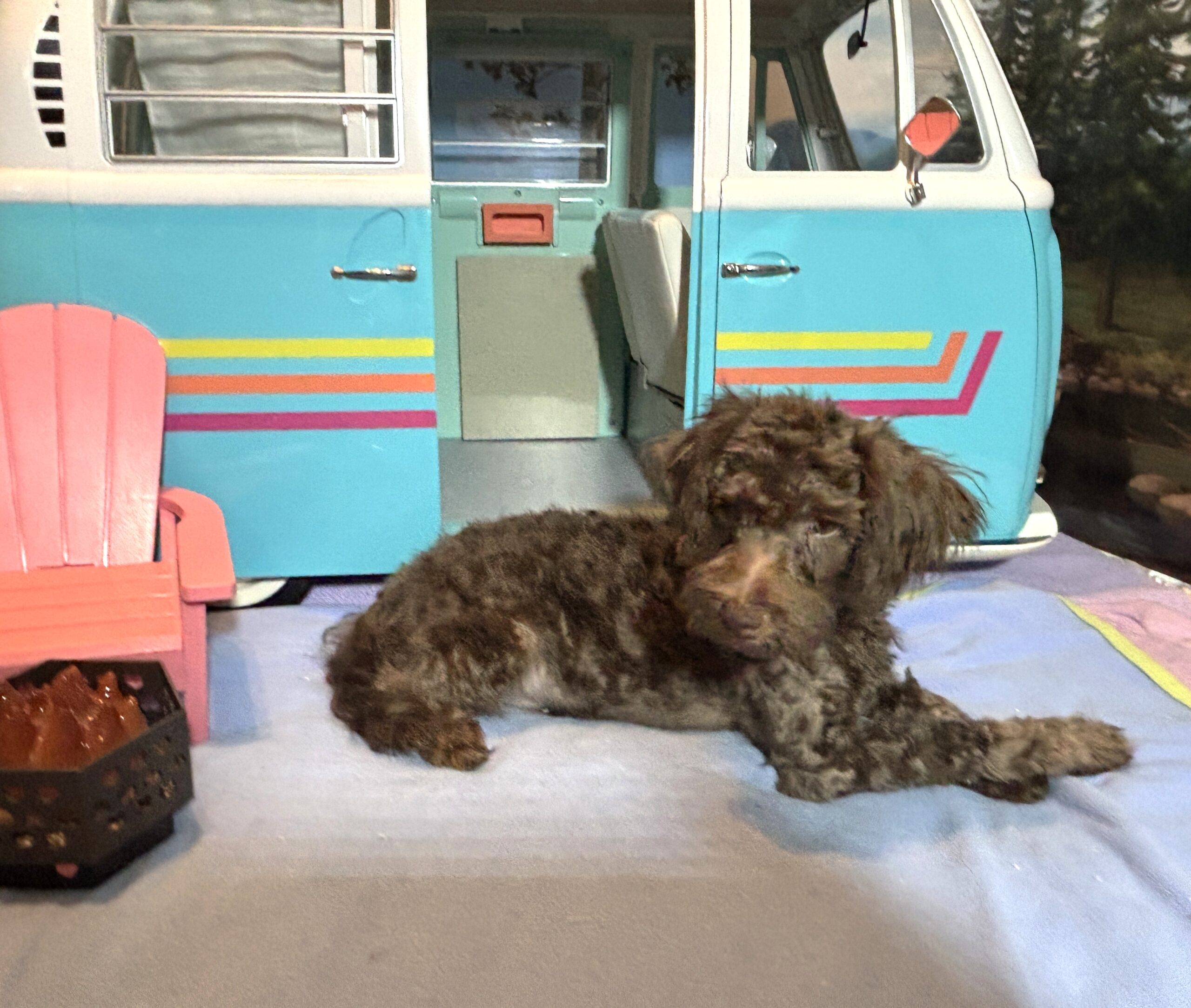 CARSON – Schnoodle $1700