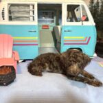 CARSON – Schnoodle $1700
