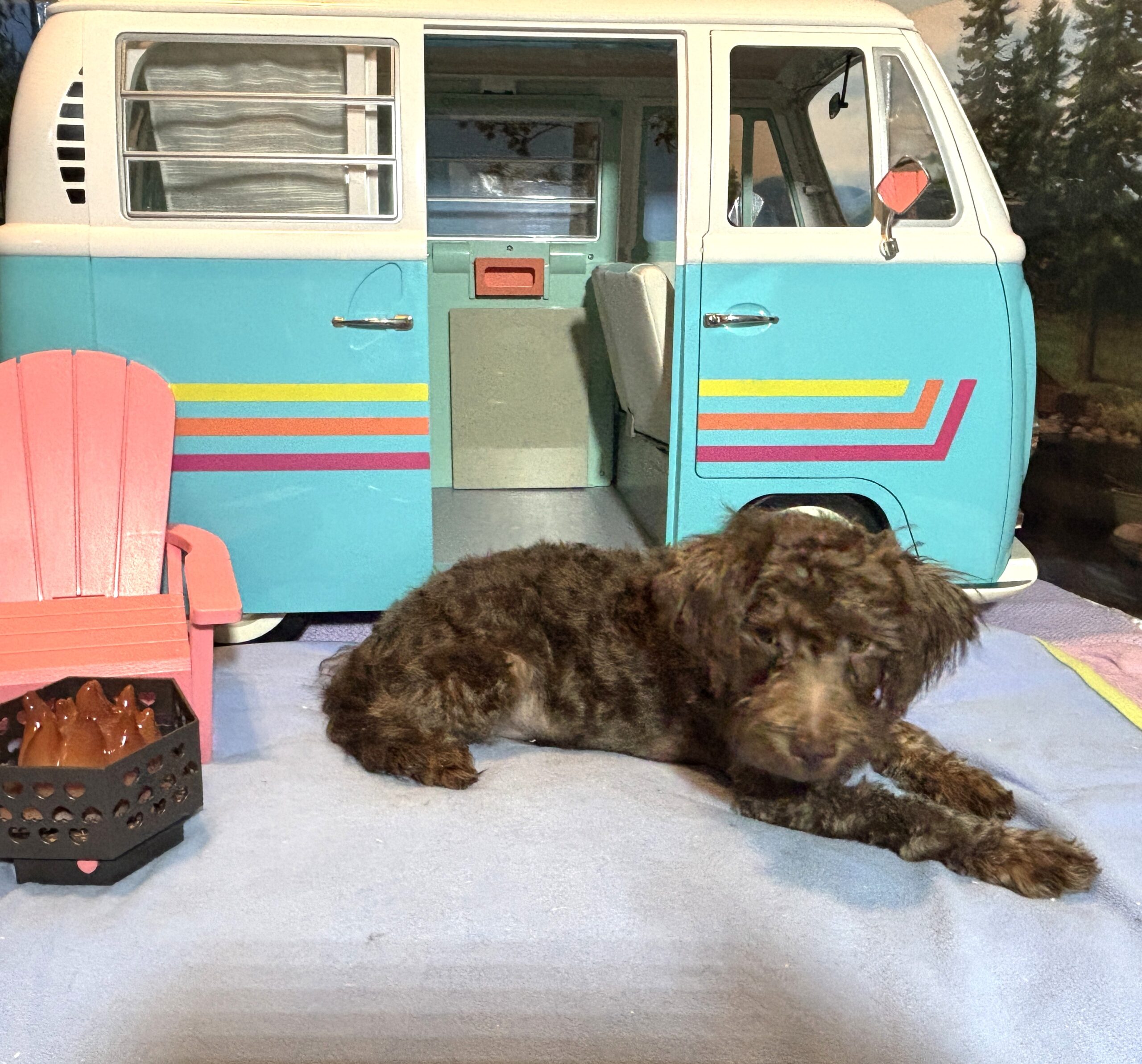 CARSON – Schnoodle $1700