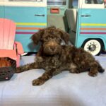 CARSON – Schnoodle $1700