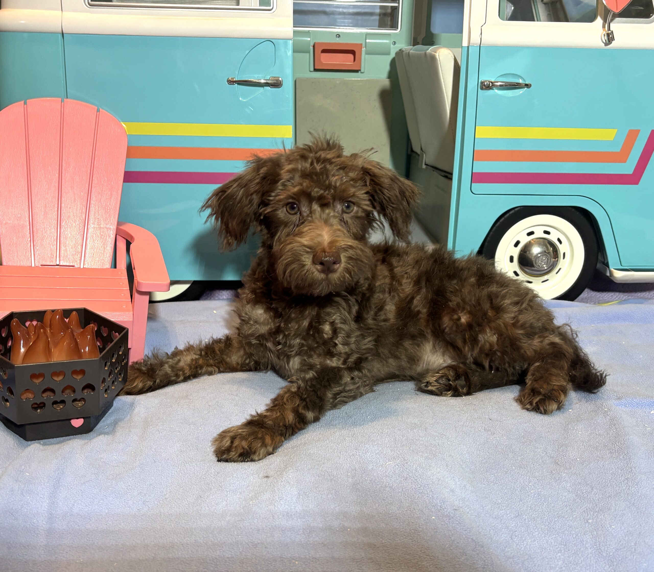 CARSON – Schnoodle $1700