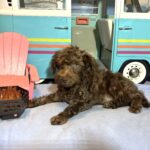 CARSON – Schnoodle $1700