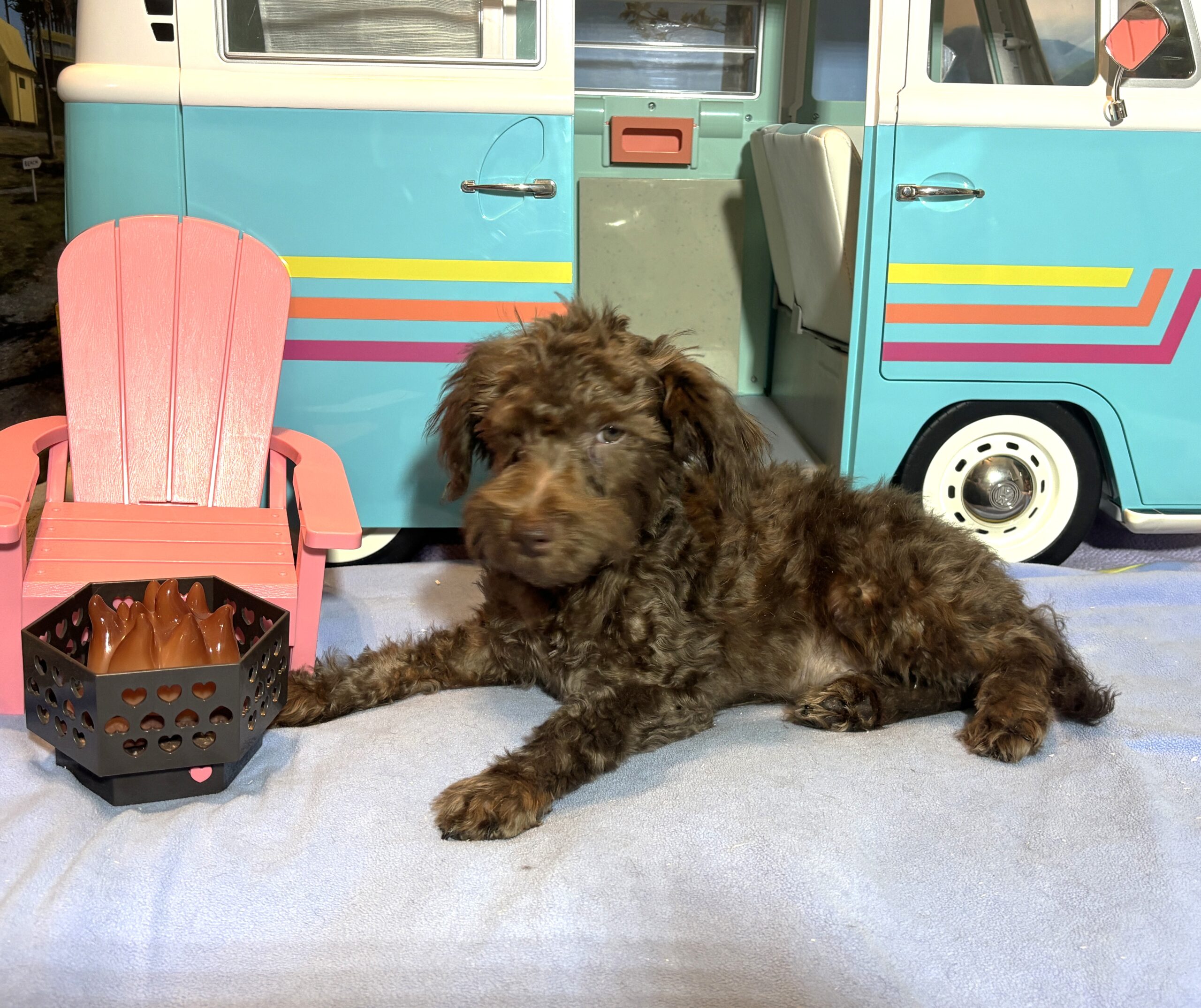 CARSON – Schnoodle $1700