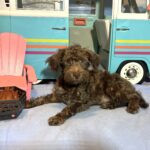 CARSON – Schnoodle $1700