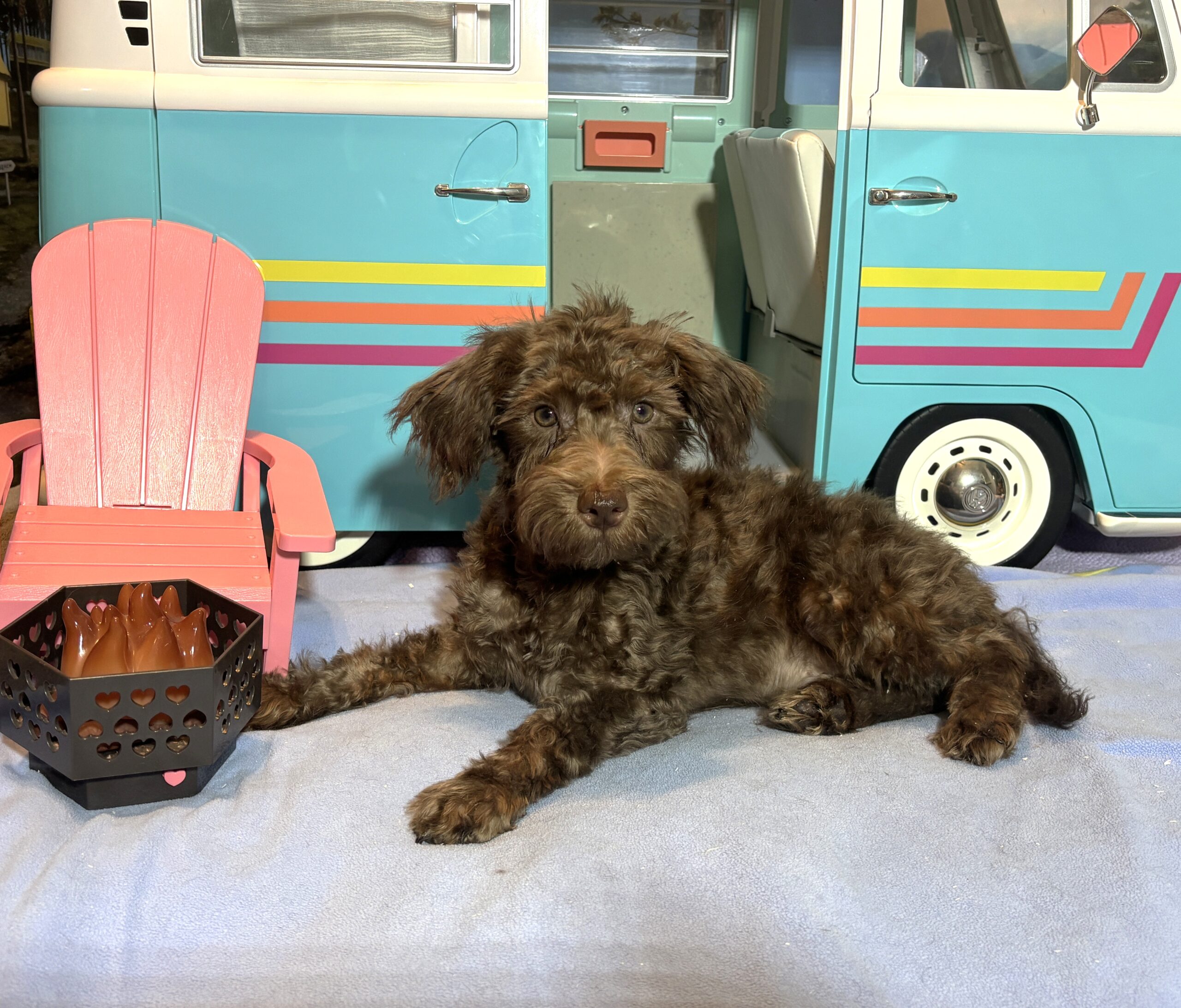 CARSON – Schnoodle $1700