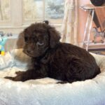 CARSON – Schnoodle $2300