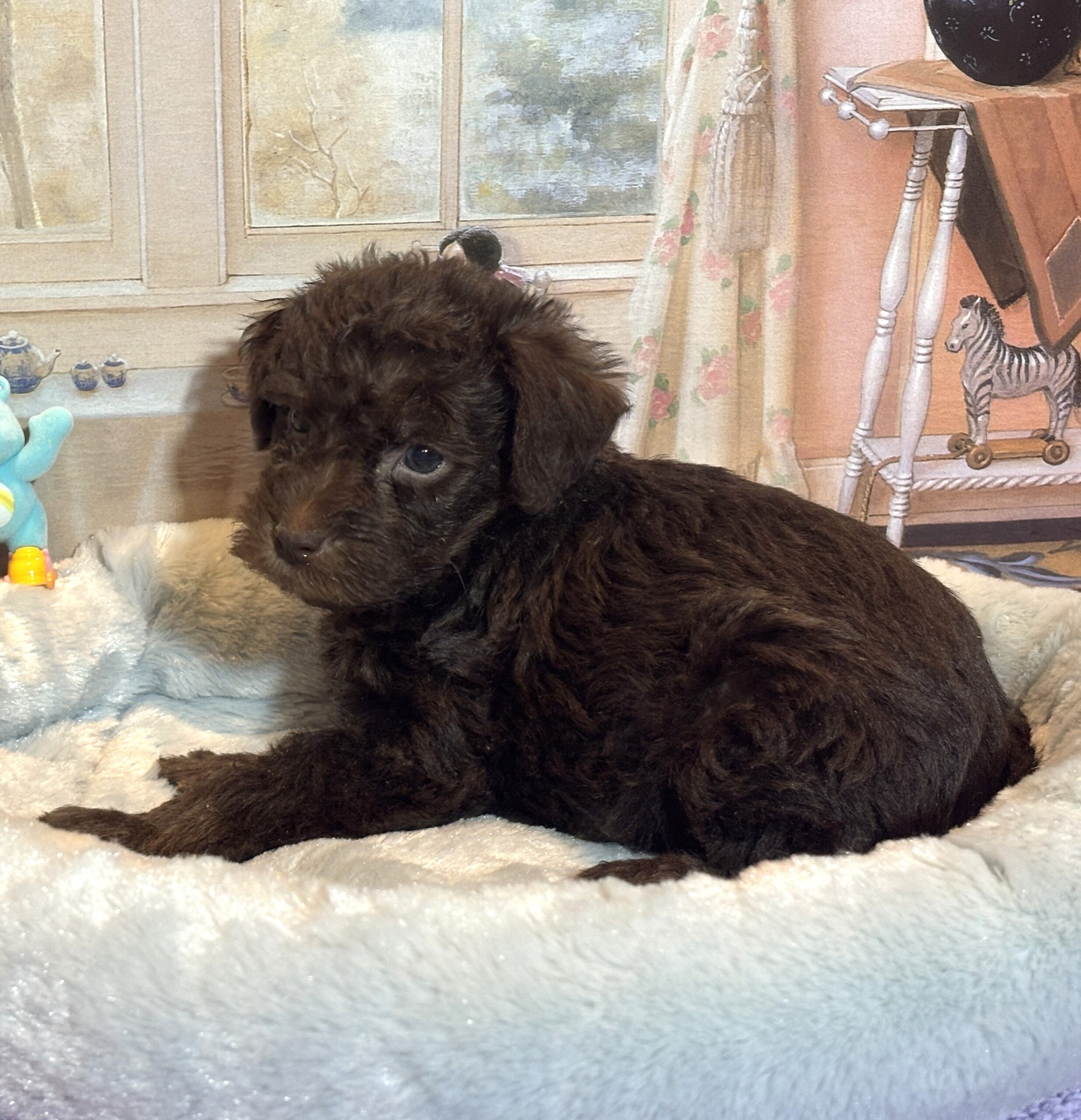 CARSON – Schnoodle $2300