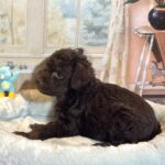 CARSON – Schnoodle $2300