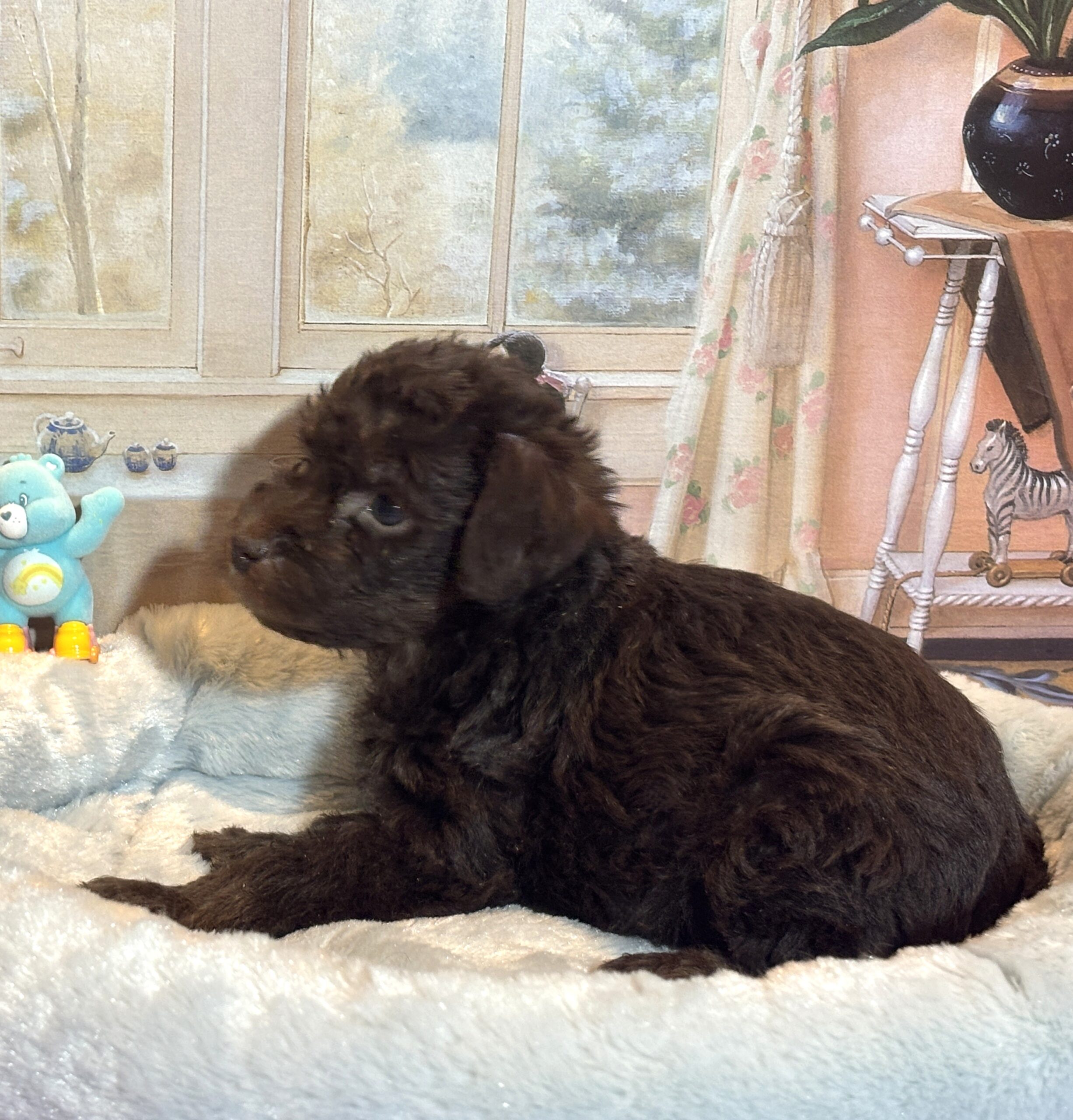 CARSON – Schnoodle $2300