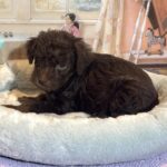 CARSON – Schnoodle $2300
