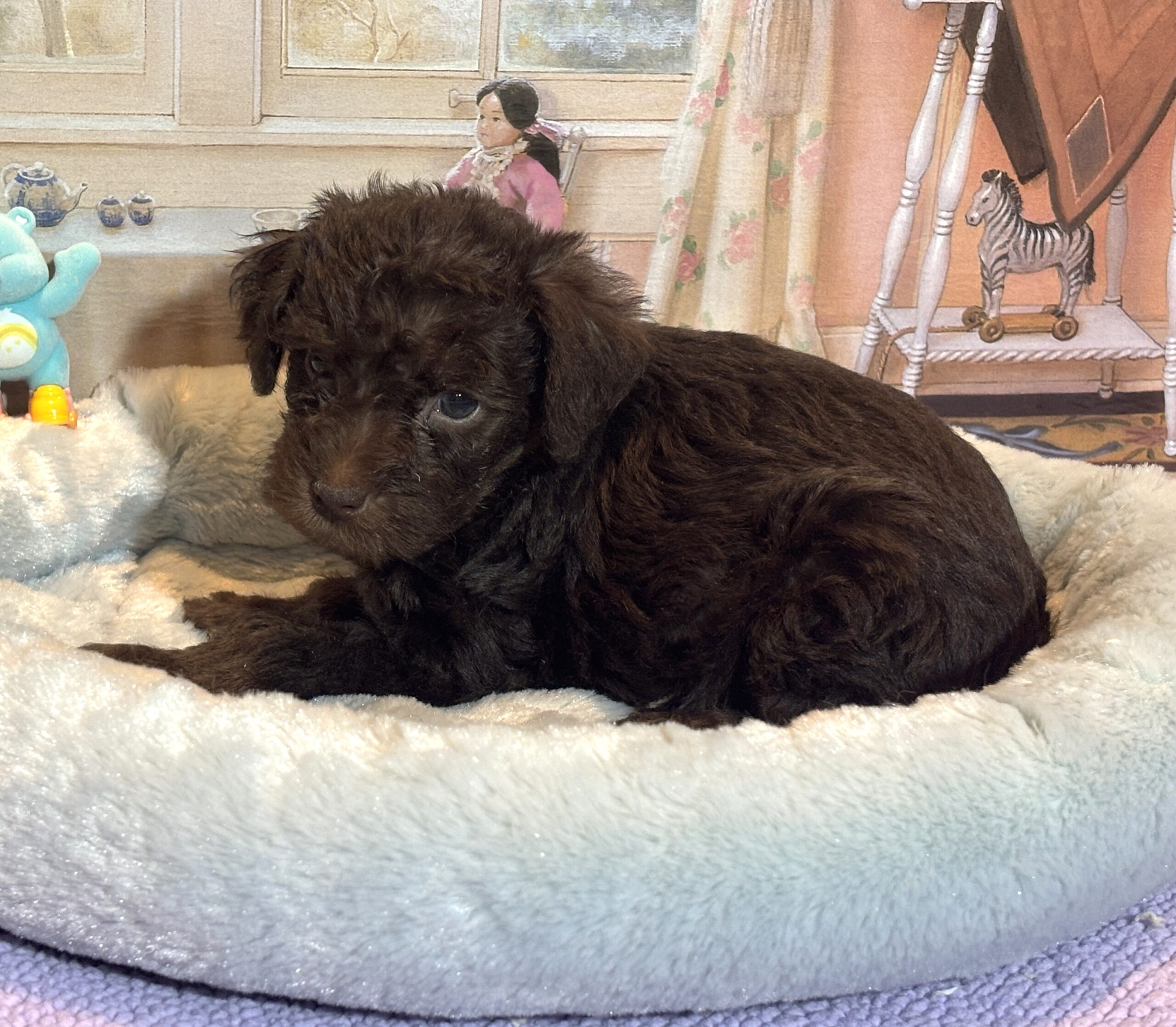 CARSON – Schnoodle $2300