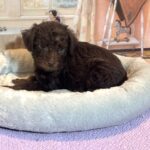 CARSON – Schnoodle $2300