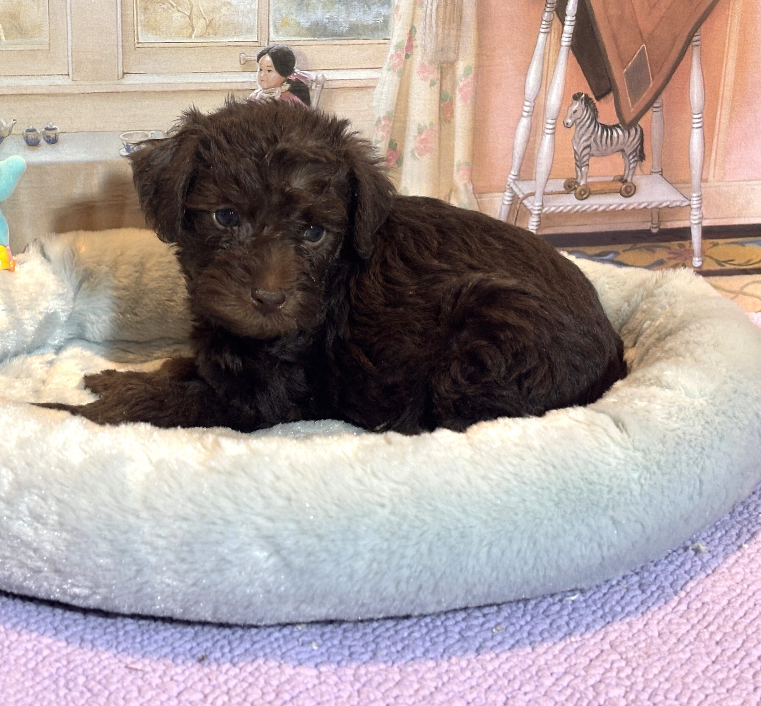 CARSON – Schnoodle $2300