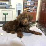 CARSON – Schnoodle $1900