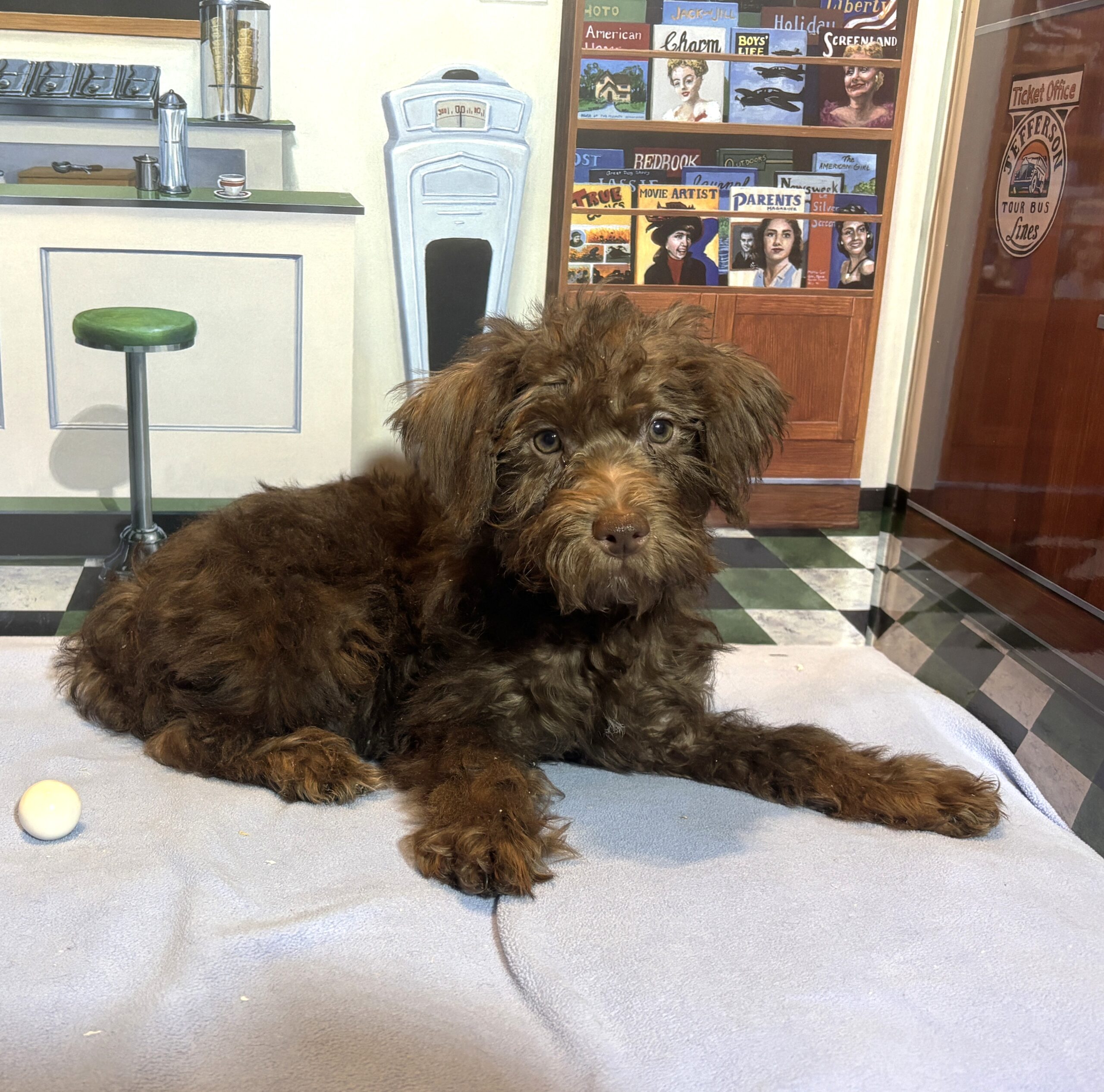 CARSON – Schnoodle $1900