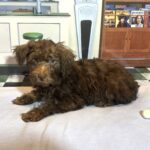 CARSON – Schnoodle $1900