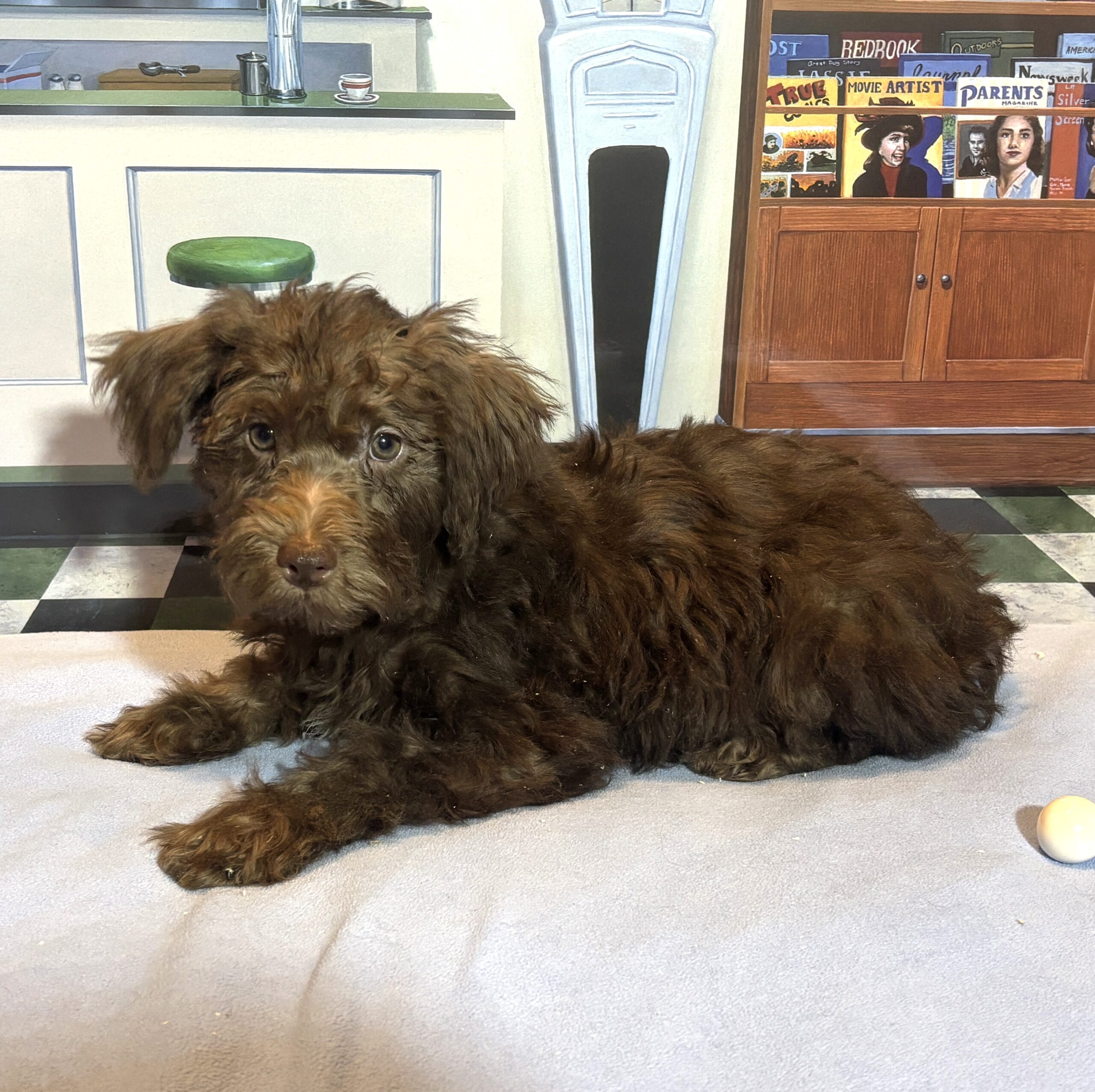 CARSON – Schnoodle $1900