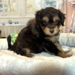 DARWIN – Schnoodle $2500