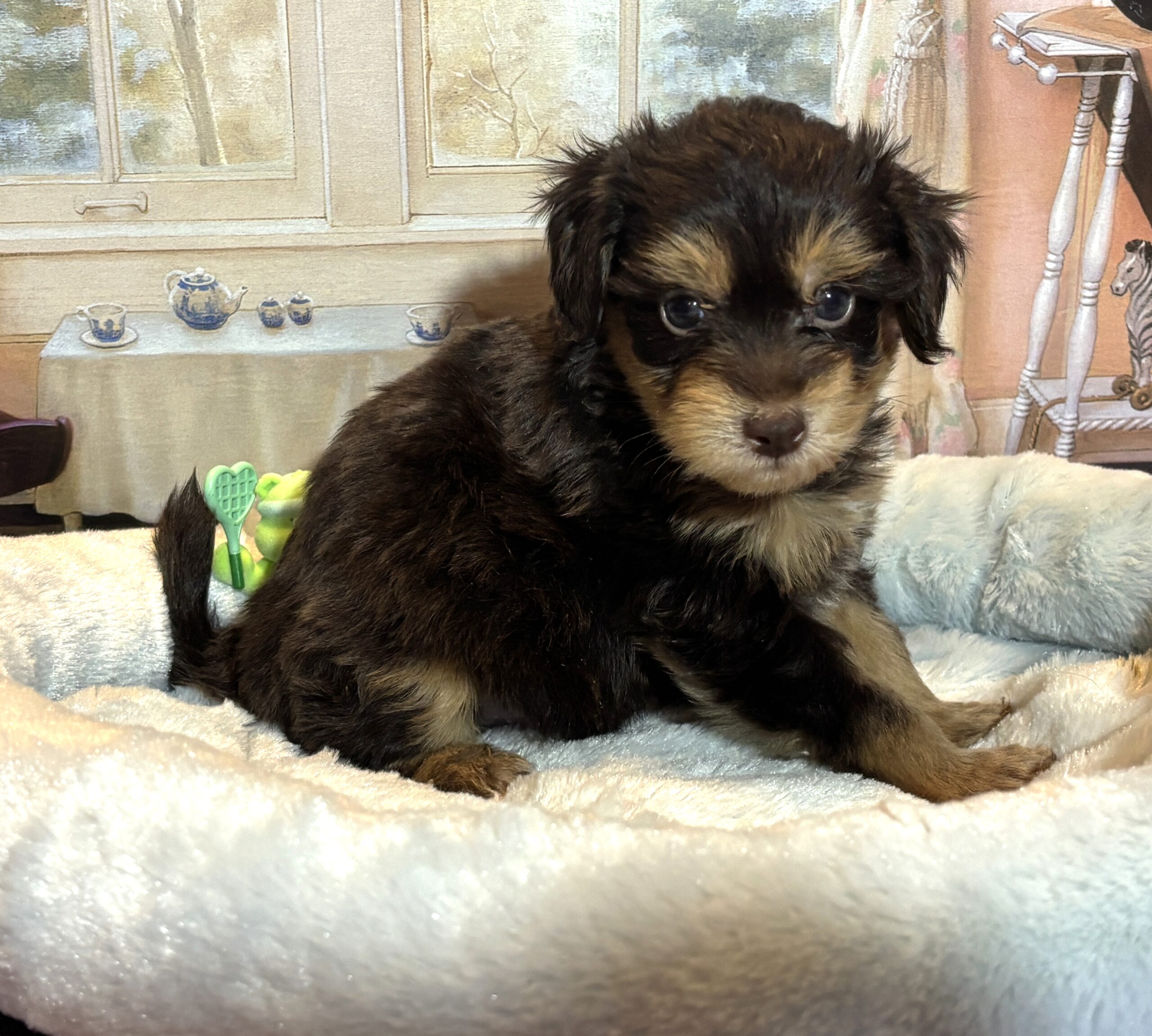 DARWIN – Schnoodle $2500