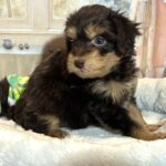 DARWIN – Schnoodle $2500