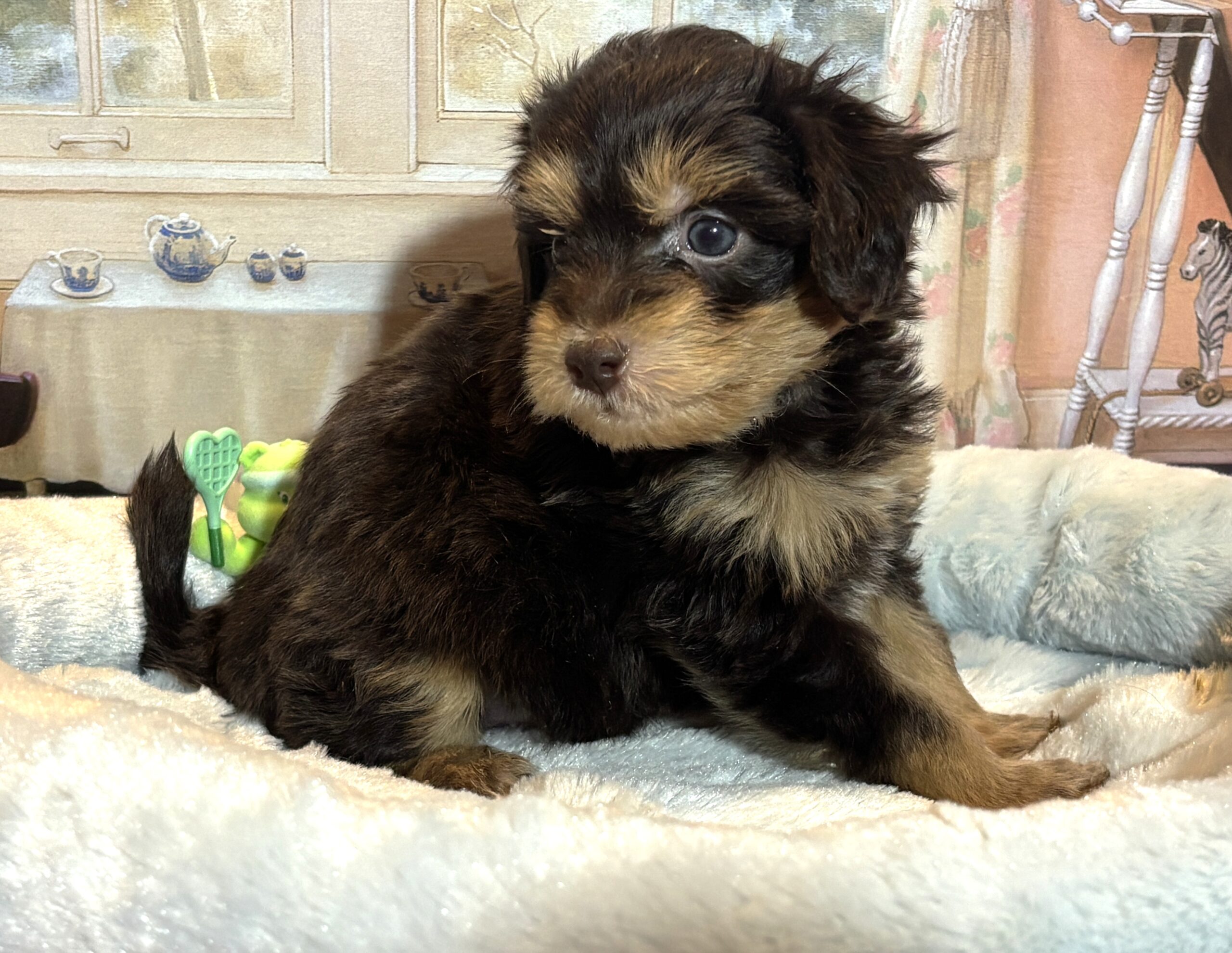 DARWIN – Schnoodle $2500