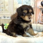 DARWIN – Schnoodle $2500