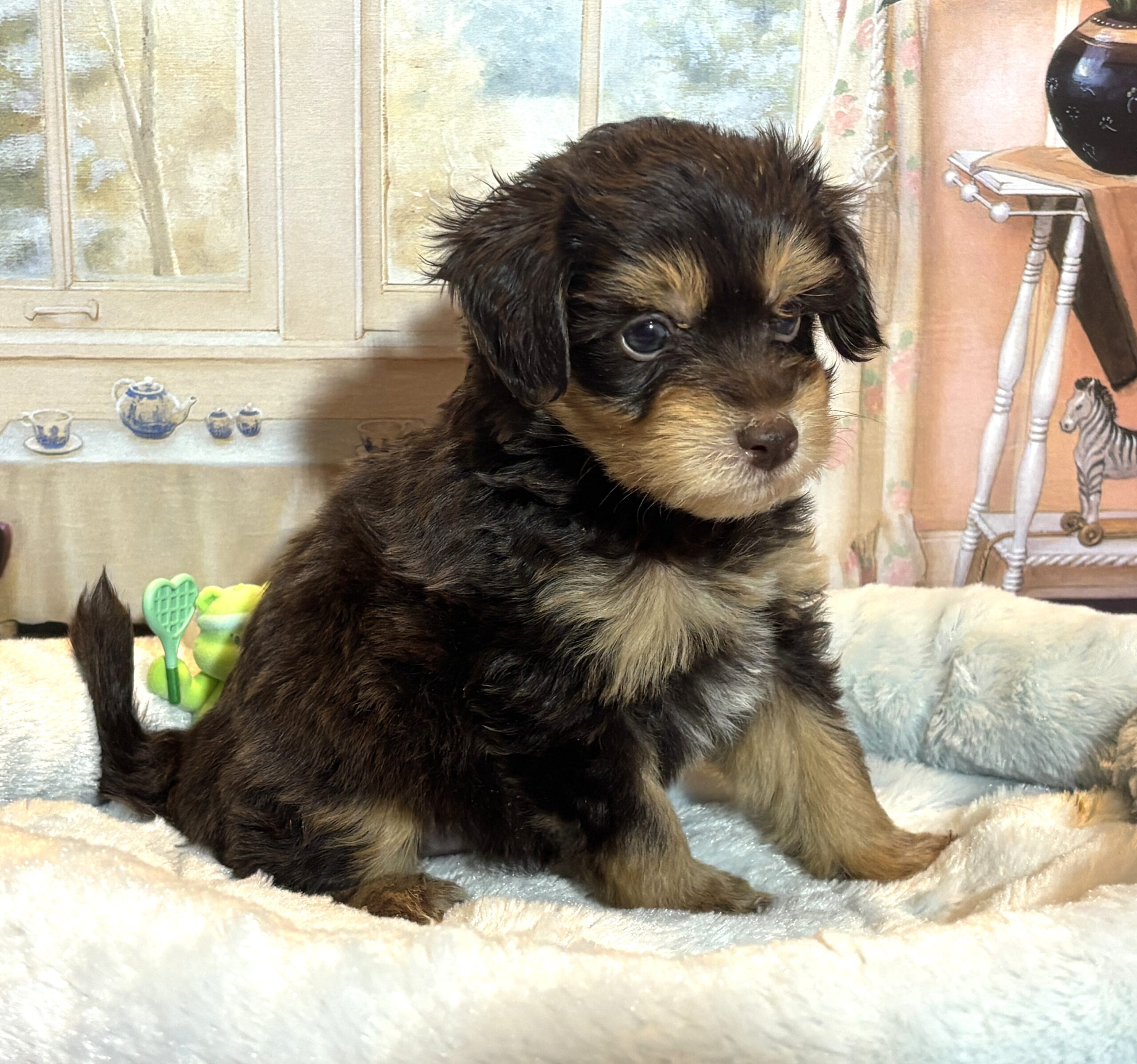 DARWIN – Schnoodle $2500