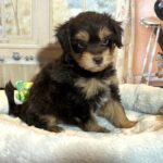 DARWIN – Schnoodle $2500