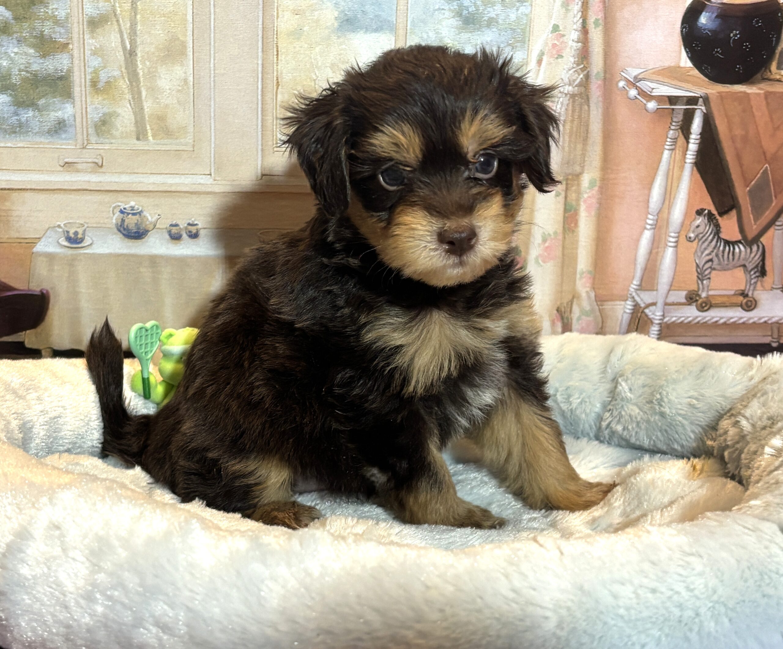 DARWIN – Schnoodle $2500