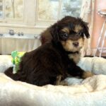 DARWIN – Schnoodle $2500
