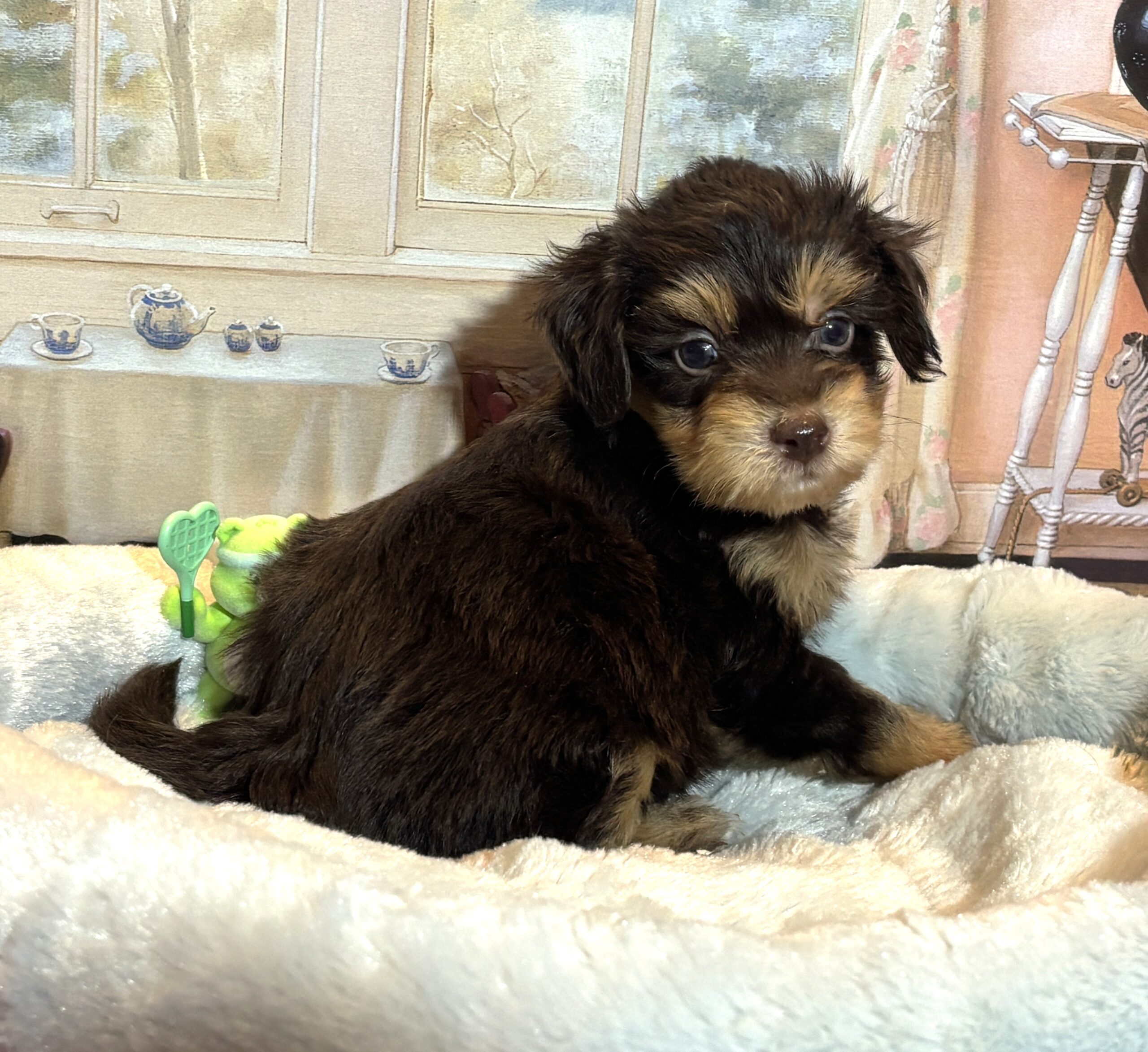 DARWIN – Schnoodle $2500