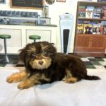 DARWIN – Schnoodle $2300