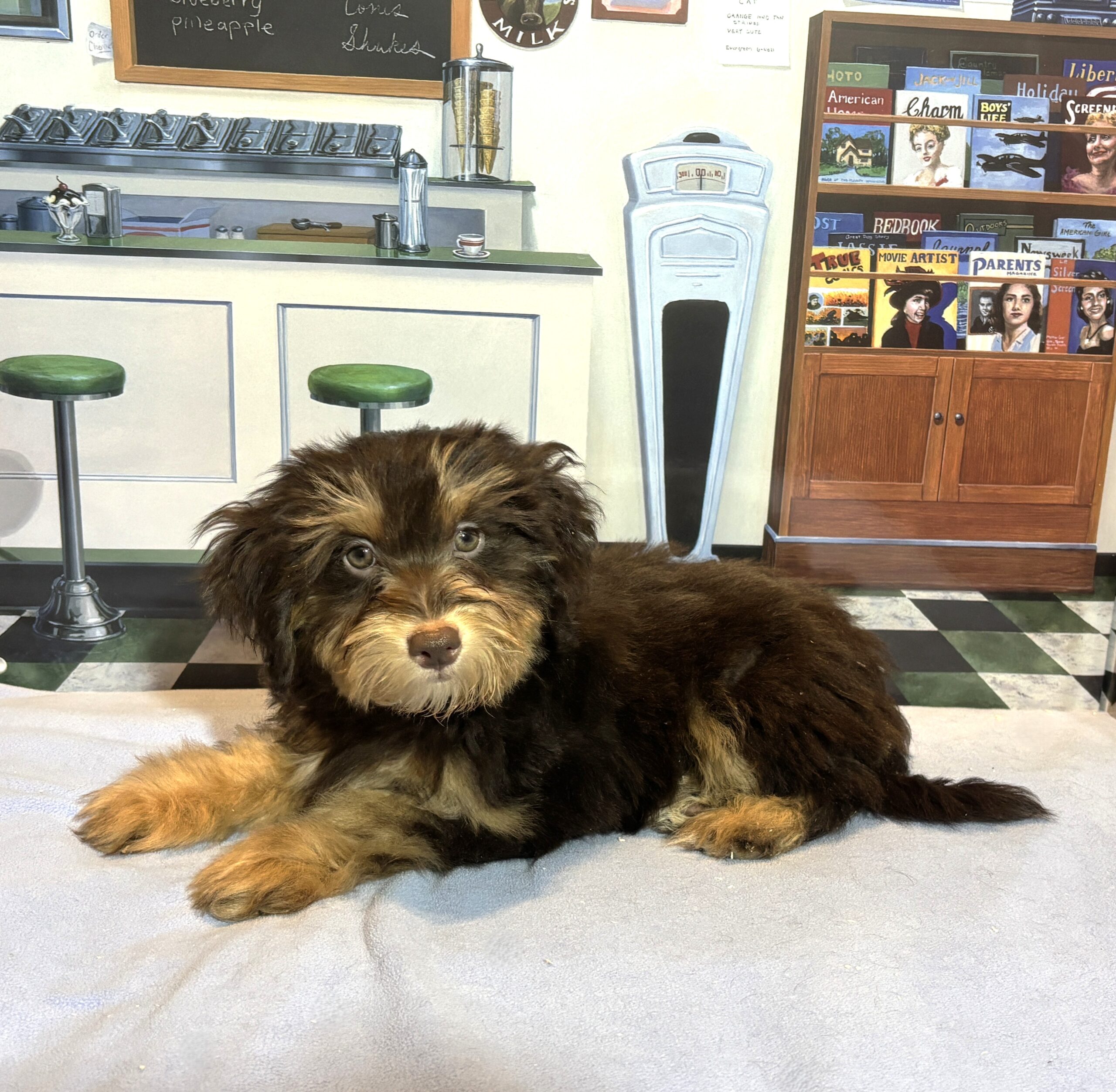 DARWIN – Schnoodle $2300