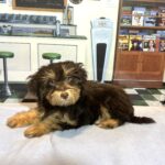 DARWIN – Schnoodle $2300